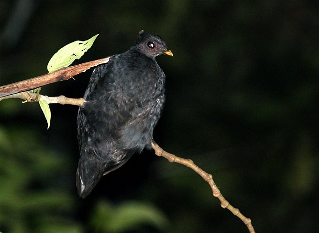 Dusky Megapode (Dusky) - ML377721761