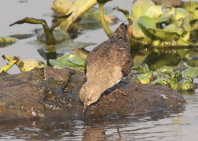 Temminck's Stint - ML377722031
