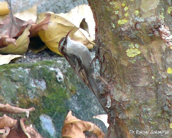 Bar-tailed Treecreeper - ML377722051