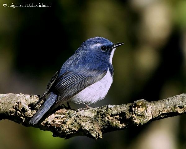 Ultramarine Flycatcher - ML377722071