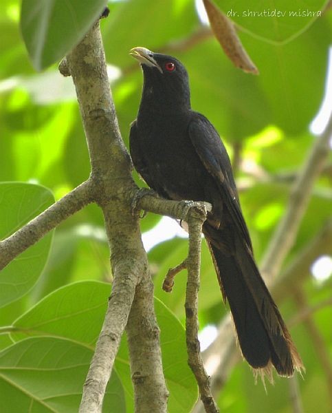 Asian Koel - ML377722141