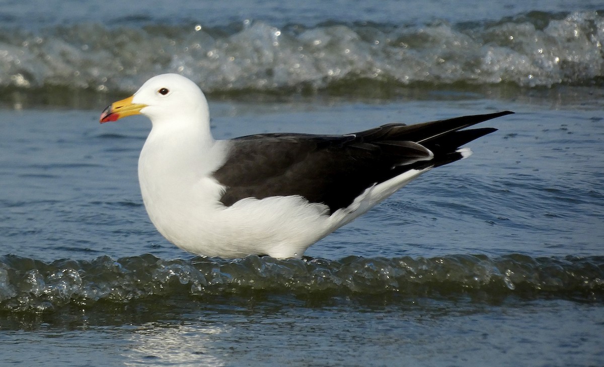 Belcher's Gull - ML377722201