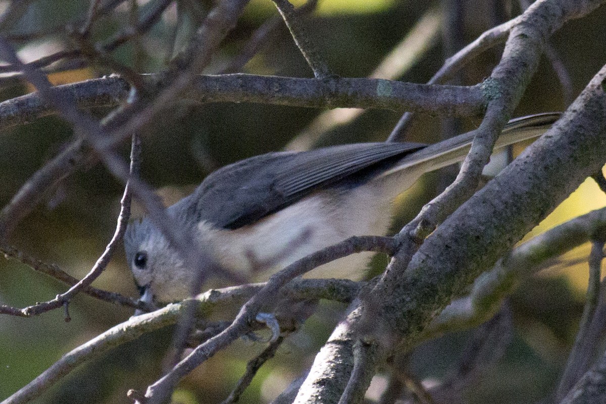 Tufted Titmouse - ML37772231