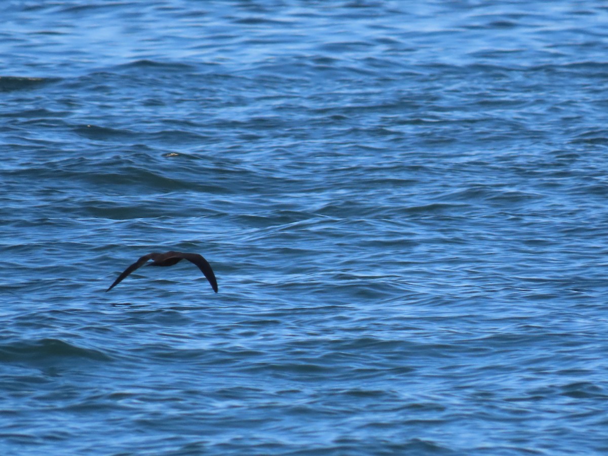 Brown Noddy - ML377722311