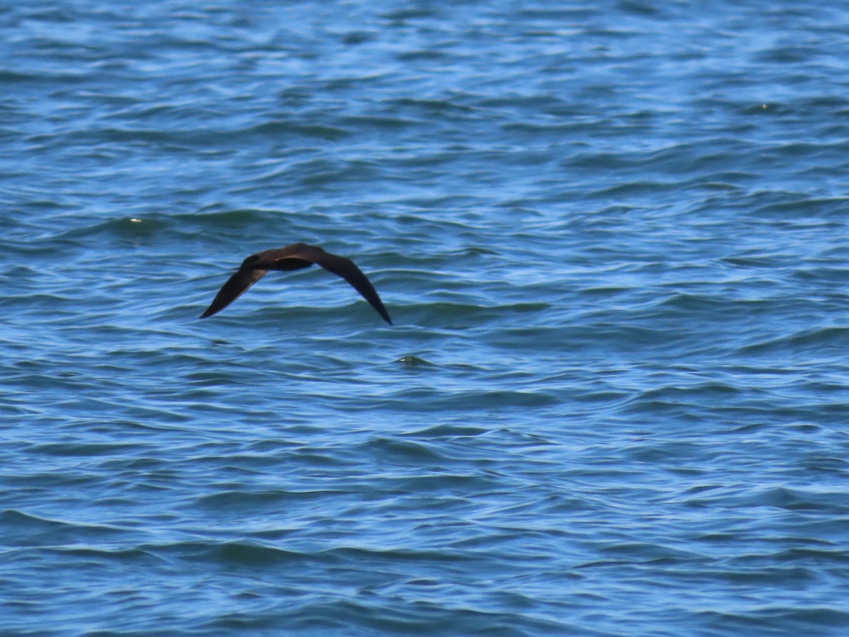 Brown Noddy - ML377722341