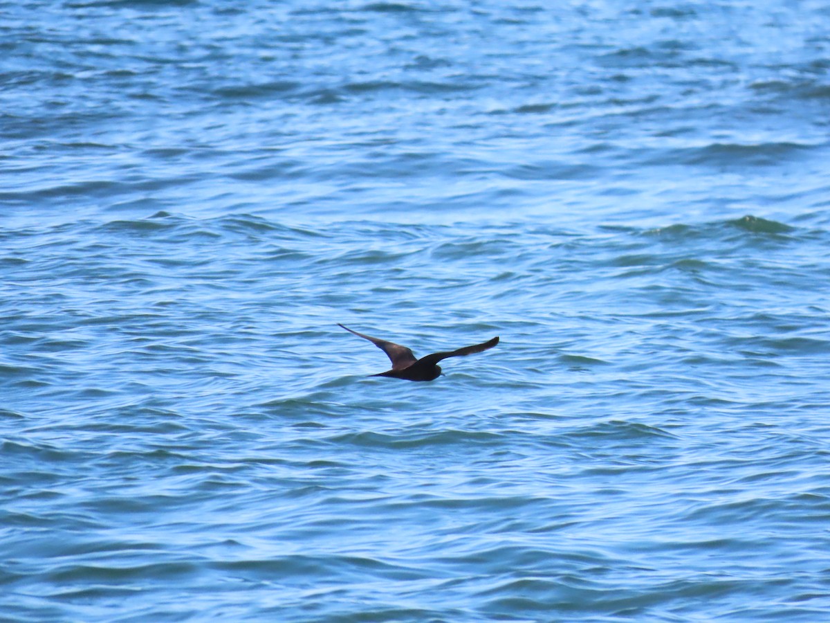 Brown Noddy - ML377722391