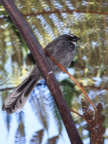 White-throated Fantail - ML377722781