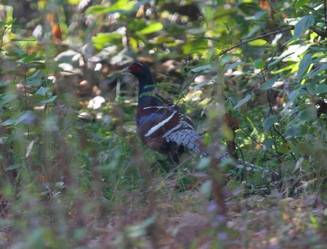 Mrs. Hume's Pheasant - ML377723231