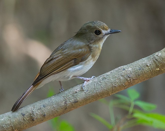 Fulvous-chested Jungle Flycatcher - ML377724071