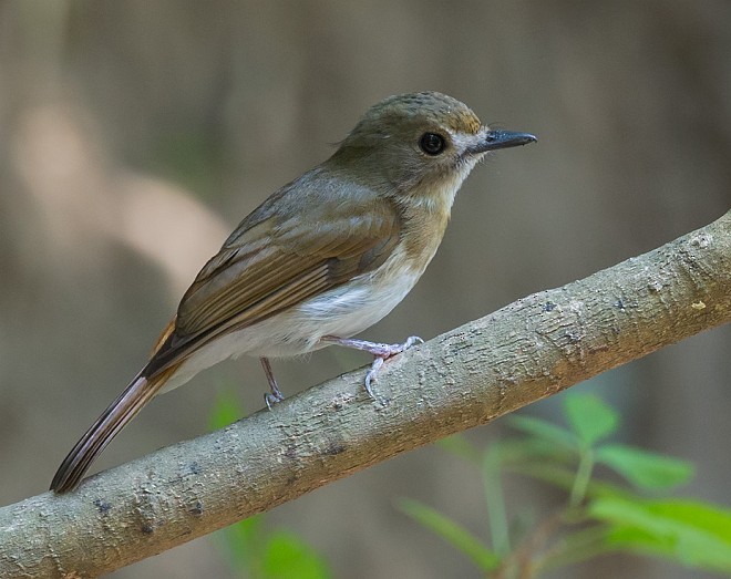 Papamoscas Dorsioliva - ML377724071