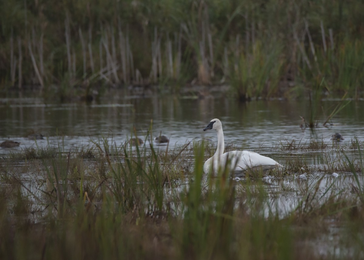 Cisne Trompetero - ML377724361