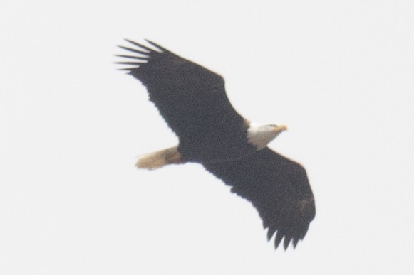 Bald Eagle - ML37772701