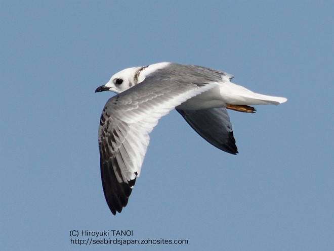 Red-legged Kittiwake - ML377727441