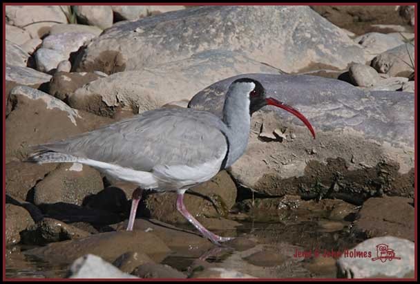 Bec-d'ibis tibétain - ML377727771