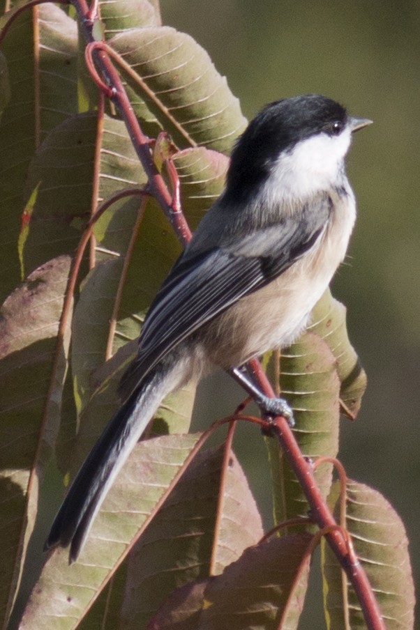 Black-capped Chickadee - ML37772781