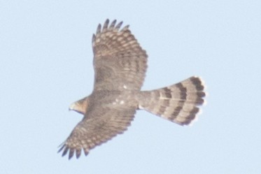 Cooper's Hawk - ML37772841