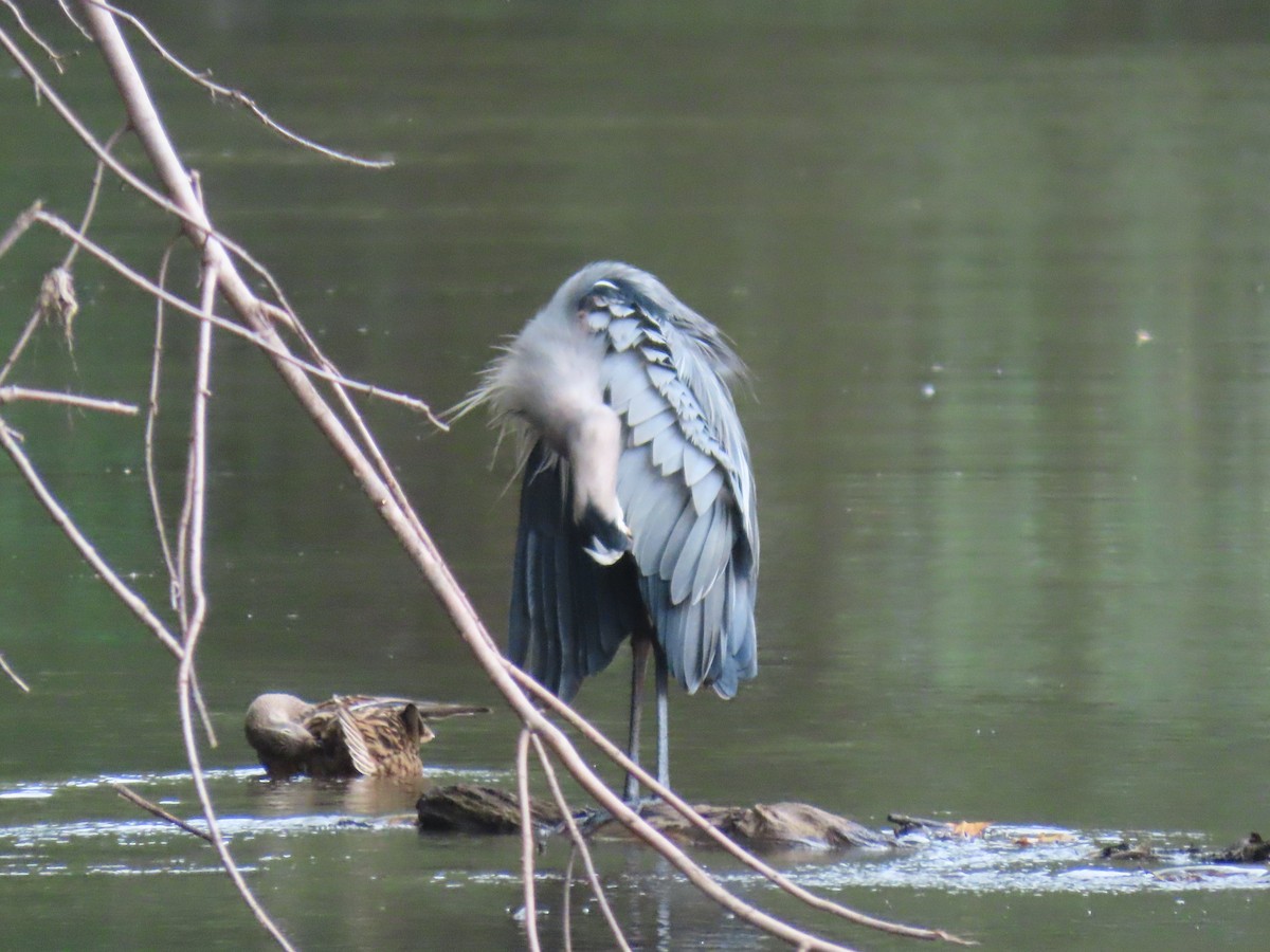 Great Blue Heron - ML377730501