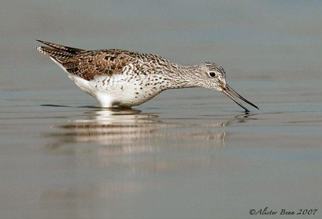 Common Greenshank - ML377730901