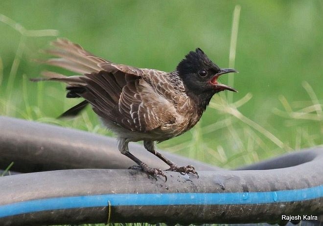 Red-vented Bulbul - ML377731391