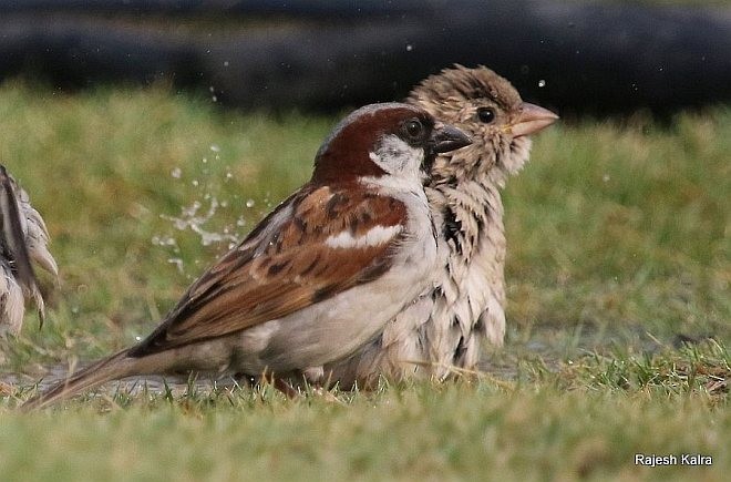 Оронгийн бор шувуу - ML377731461