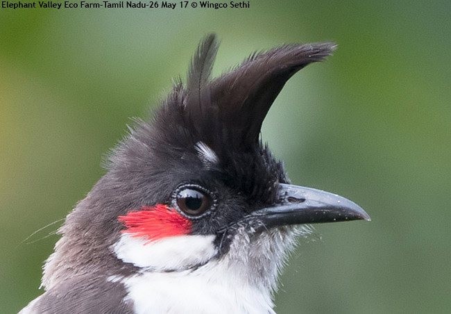 Red-whiskered Bulbul - Wg Cdr Vijay K Sethi