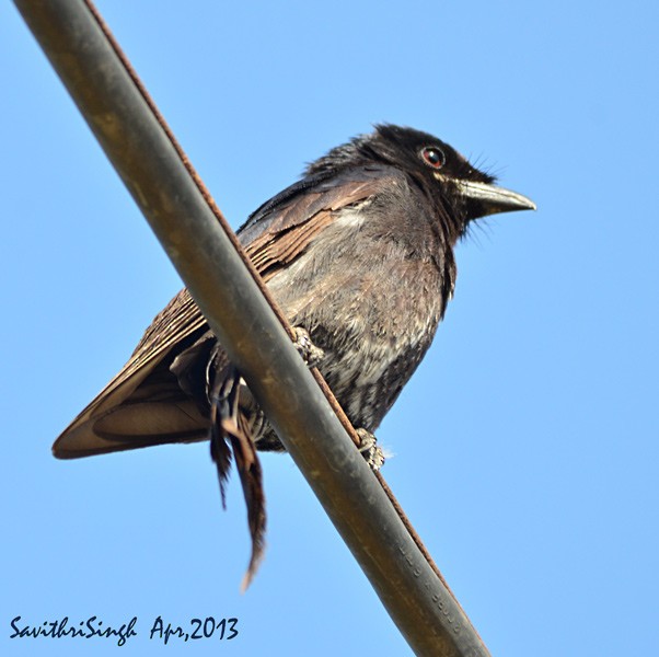 Black Drongo - ML377731911