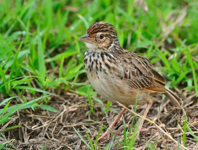 Indochinese Bushlark - ML377732091