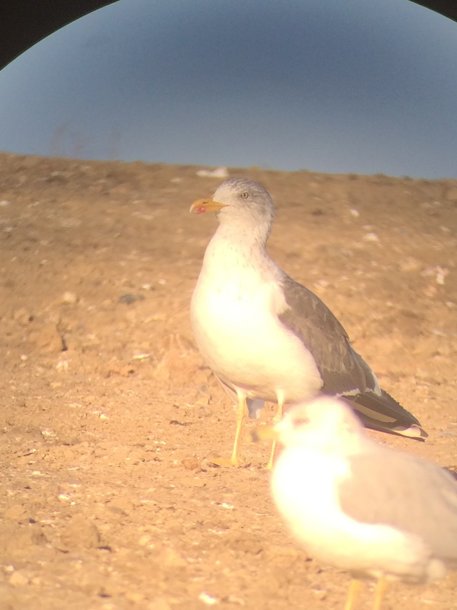 Lesser Black-backed Gull - Corey  Ellingson