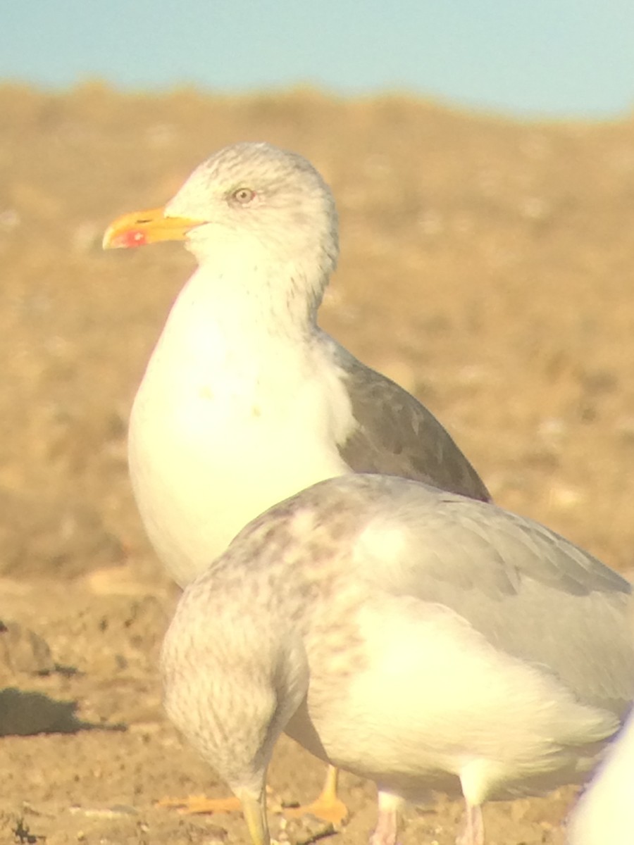 Lesser Black-backed Gull - Corey  Ellingson