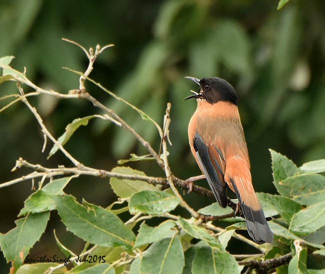 Rufous Sibia - ML377732571