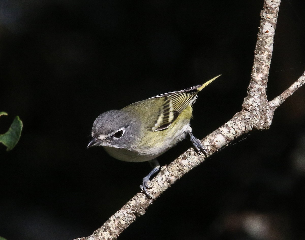 Blue-headed Vireo - ML377732651