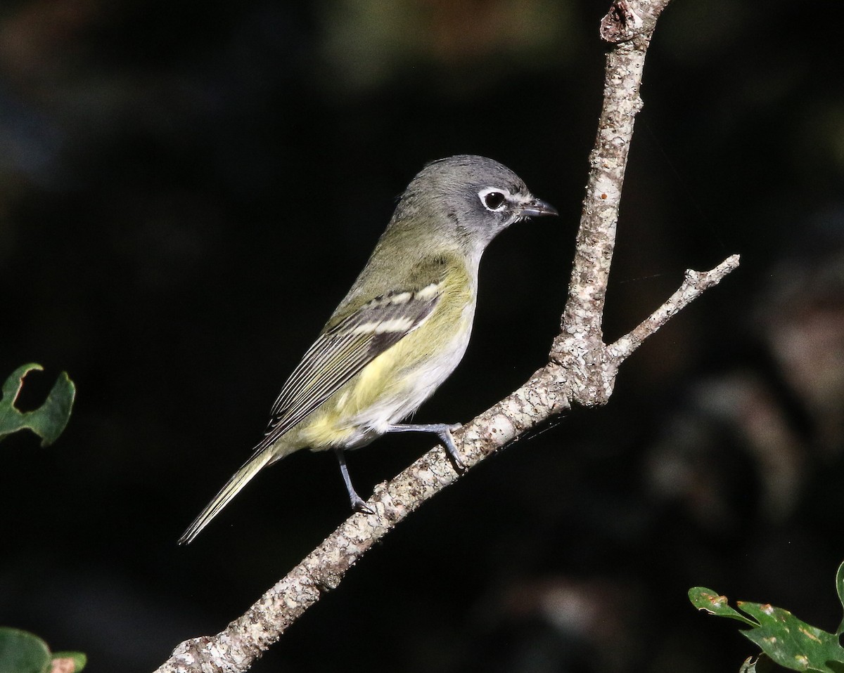 Blue-headed Vireo - ML377732681