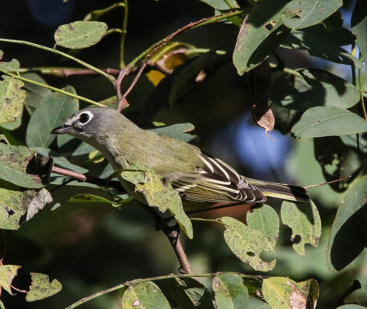 Blue-headed Vireo - ML377732701