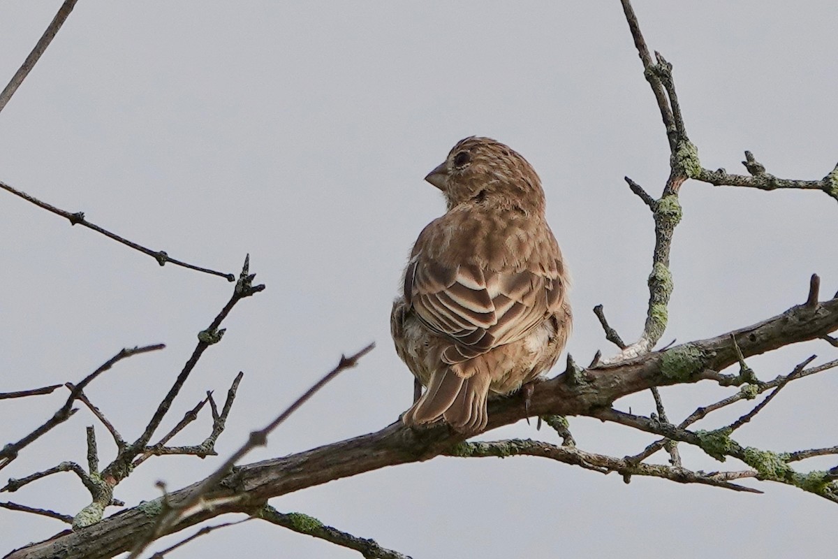 House Finch - Deirdre Robinson