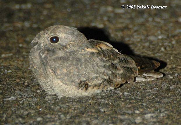 Savanna Nightjar - ML377733411