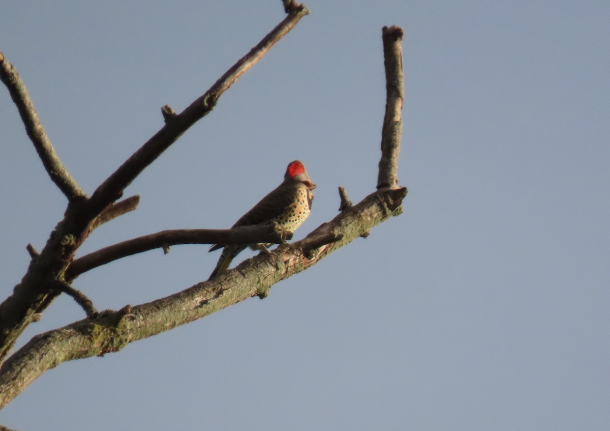 Northern Flicker - ML377733791