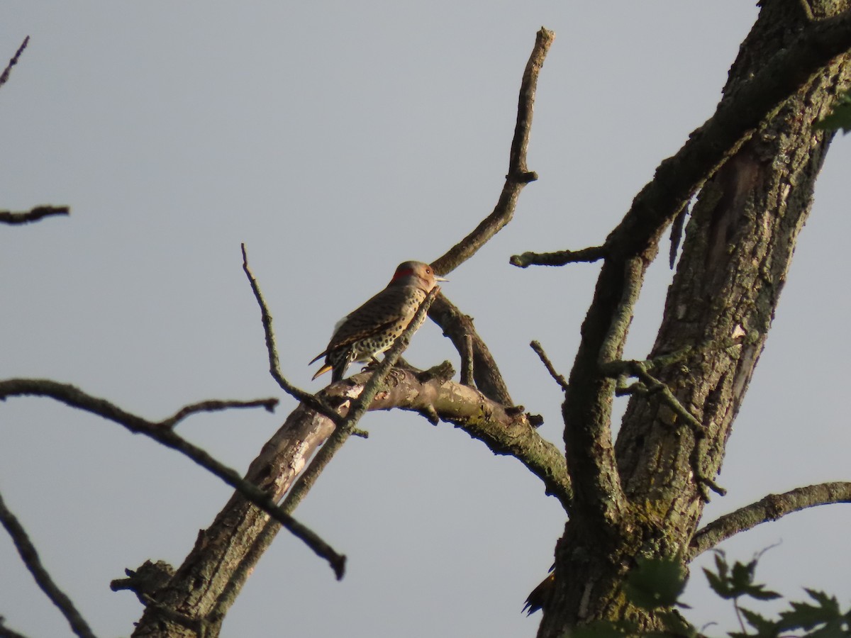 Northern Flicker - ML377733861