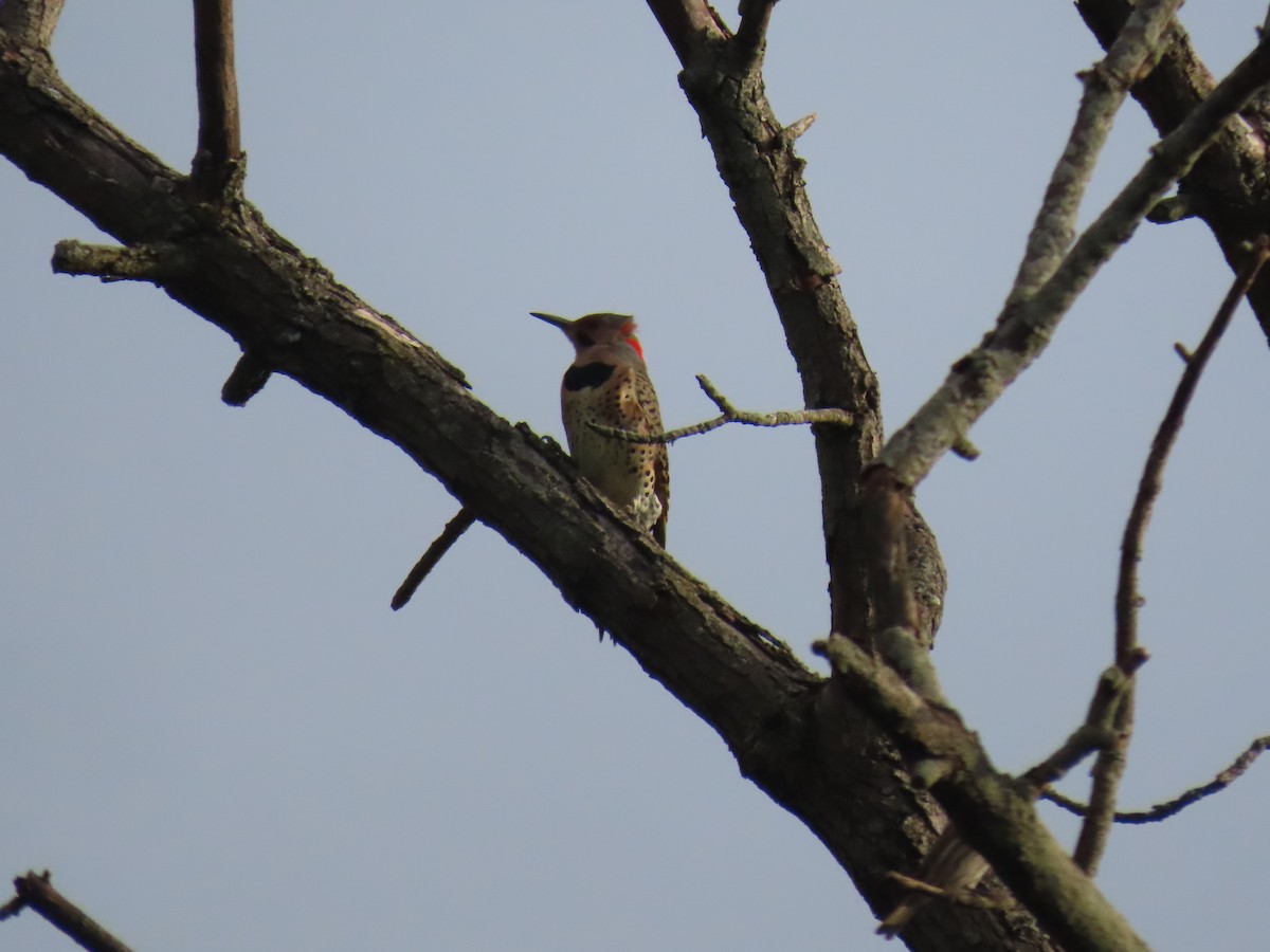 Northern Flicker - ML377733871