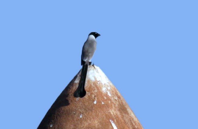 Hooded Treepie - David Fisher