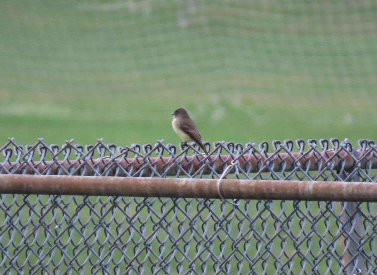 Eastern Phoebe - ML377734811