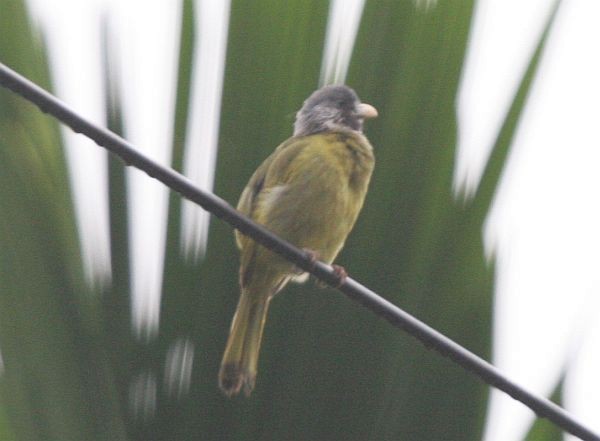 Collared Finchbill - ML377735021