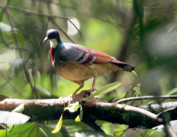 Mindanao Bleeding-heart - ML377735151