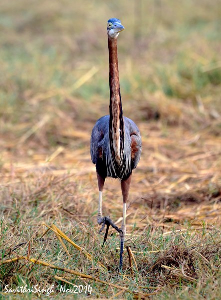 Purple Heron (Purple) - ML377736411