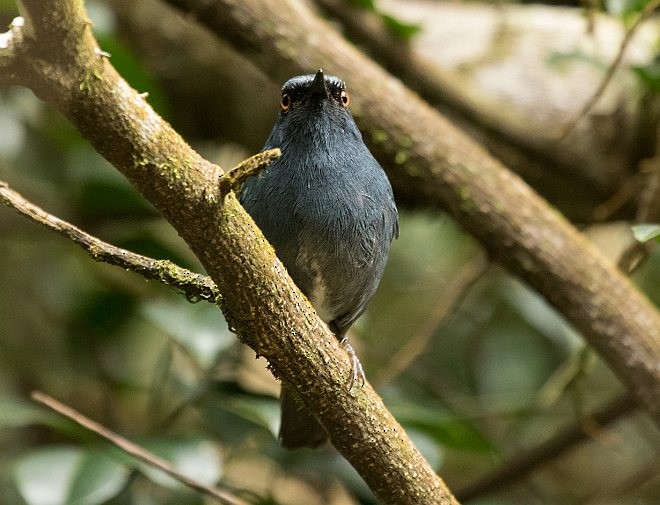 White-bellied Sholakili - ML377736481