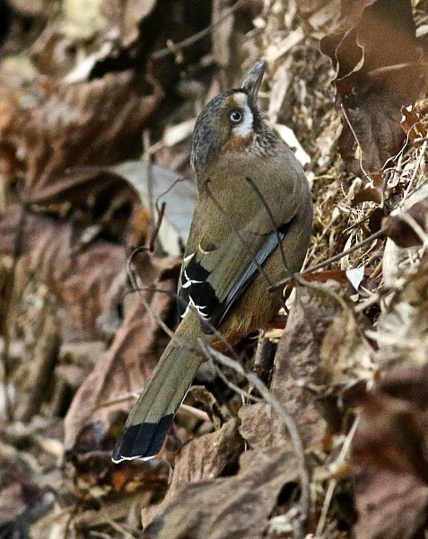 Moustached Laughingthrush (Eastern) - ML377736571