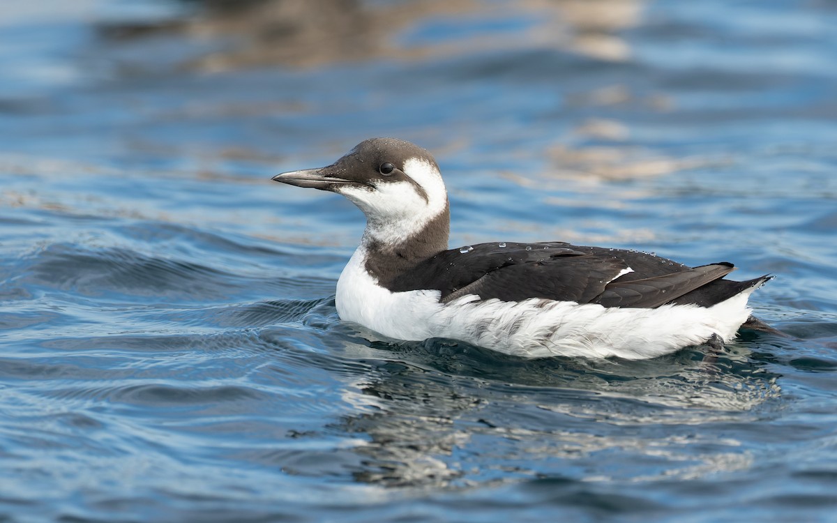 Common Murre - Blair Dudeck