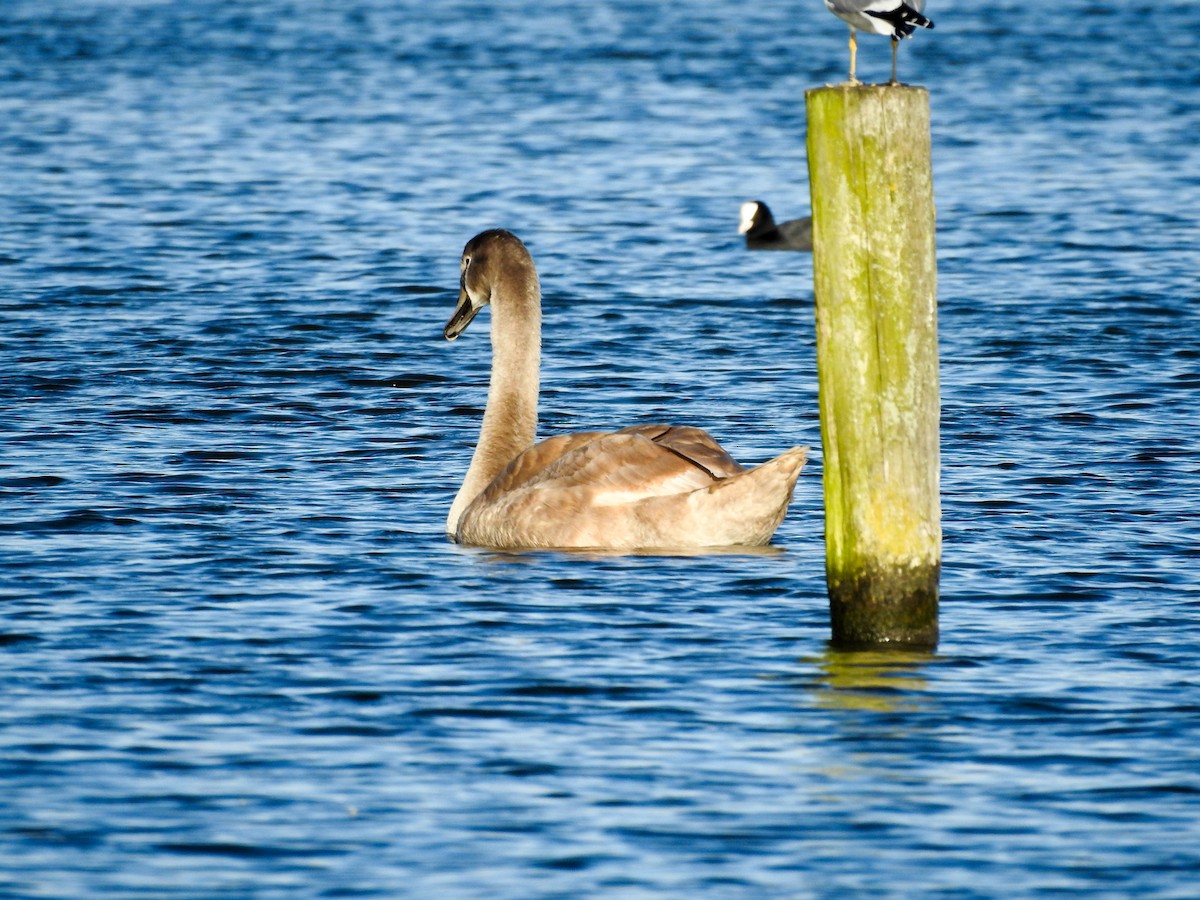 Mute Swan - ML377737051