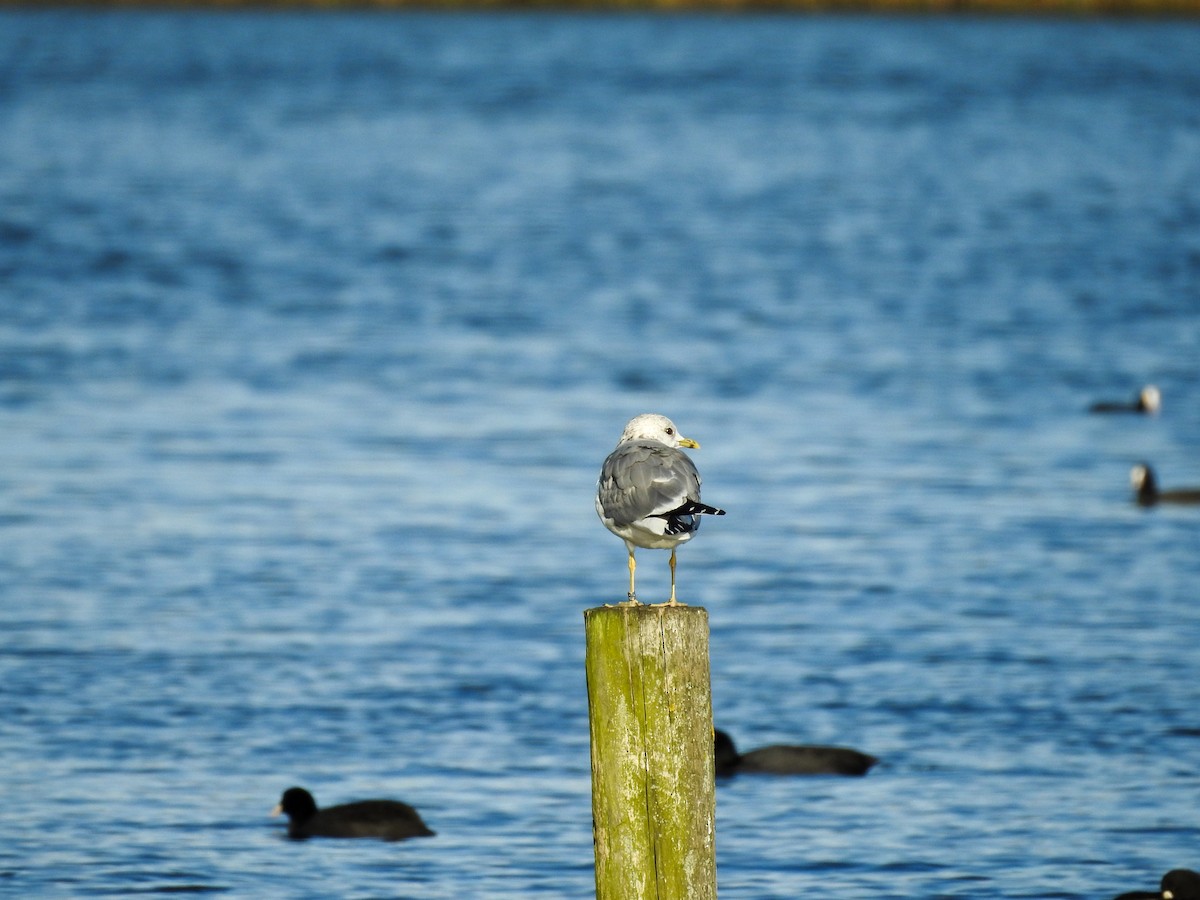 Common Gull - ML377737121