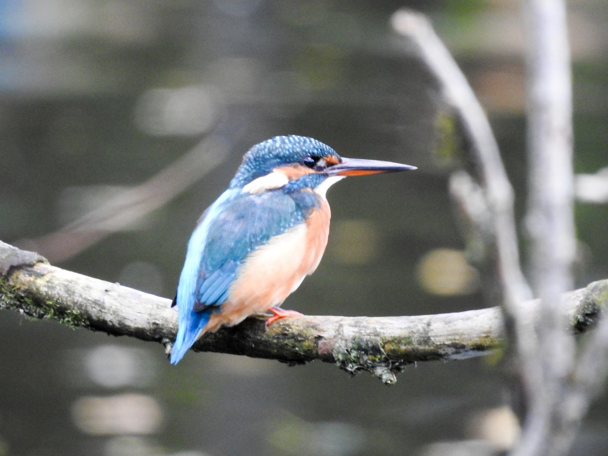 Common Kingfisher - ML377737171
