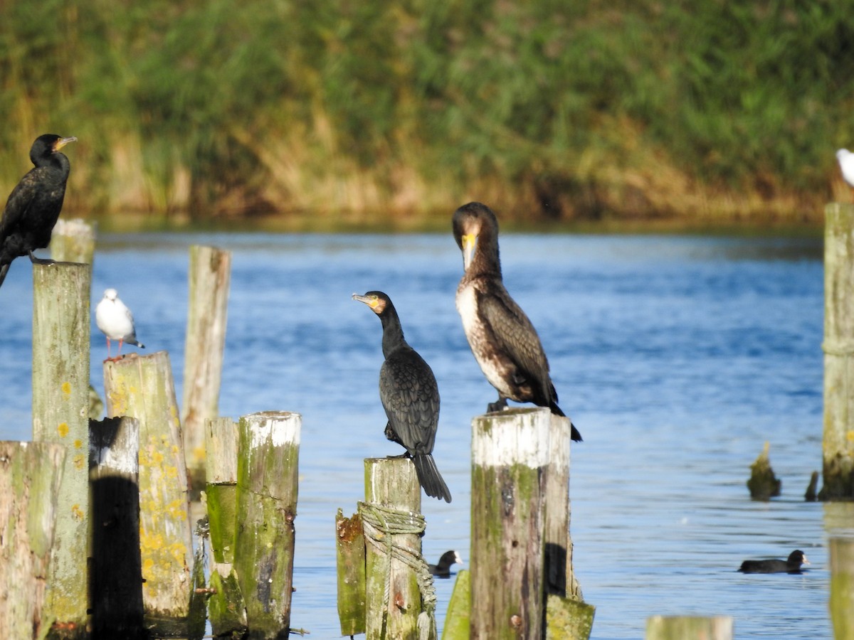 Great Cormorant - ML377737251
